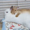 sOft rabbit 30