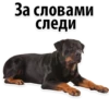 Puppies 30