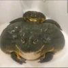 Frogs and toads 30
