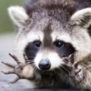 Raccoon Reactions 6