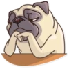 Pug Power 6