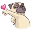 Pug Power 7