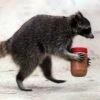 Raccoon Reactions 7