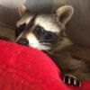 Raccoon Reactions 8