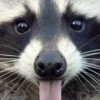 Raccoon Reactions 9