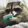 Raccoon Reactions 10