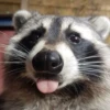Raccoon Reactions 11