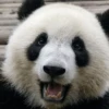 Panda 6