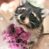 Raccoon Reactions 12