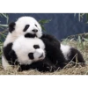 Panda 7