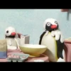 pingu 11