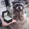Raccoon Reactions 13