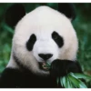 Panda 8