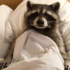 Raccoon Reactions 15