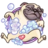 Pug Power 13