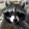 Raccoon Reactions 16
