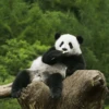 Panda 9