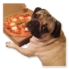 Pug 5