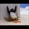 pingu 16
