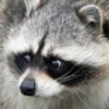 Raccoon Reactions 18