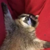 Raccoon Reactions 19