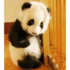 Panda 10