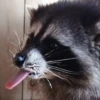 Raccoon Reactions 20