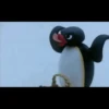 pingu 17