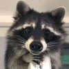 Raccoon Reactions 21