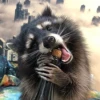 Raccoon Reactions 22