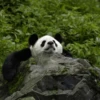 Panda 11