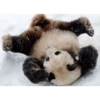 Panda 12