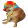 Perrito Sugoi 20