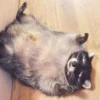 Raccoon Reactions 23