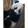 Panda 13