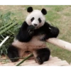 Panda 14
