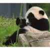Panda 15