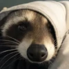 Raccoon Reactions 24