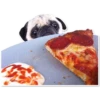 Pug 7