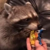 Raccoon Reactions 25