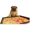 Pug 8