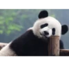 Panda 16