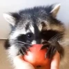 Raccoon Reactions 26