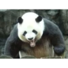 Panda 17