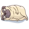 Pug Power 24