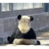 Panda 18
