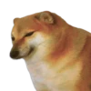 Perrito Sugoi 27