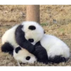 Panda 19