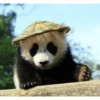 Panda 20