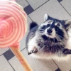 Raccoon Reactions 27